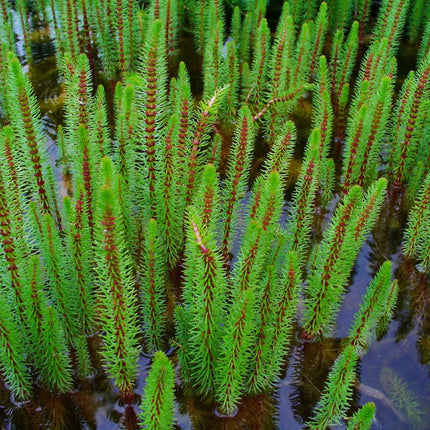 Hippuris vulgaris
