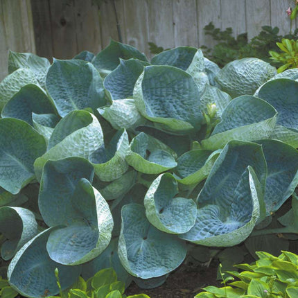 Hosta 'Abiqua Drinking Gourd'