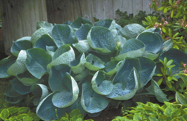 Hosta 'Abiqua Drinking Gourd'