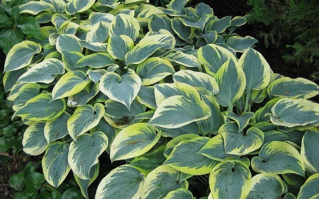 Hosta 'First Frost'