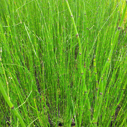 Equisetum hyemale