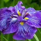 1 / 7cm Bareroot