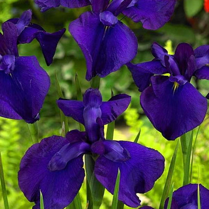 Iris ensata 'Loyalty'