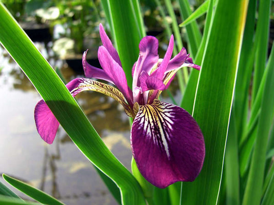 Iris versicolor 'Kermesina' - Marginal Pond Plants - MP063