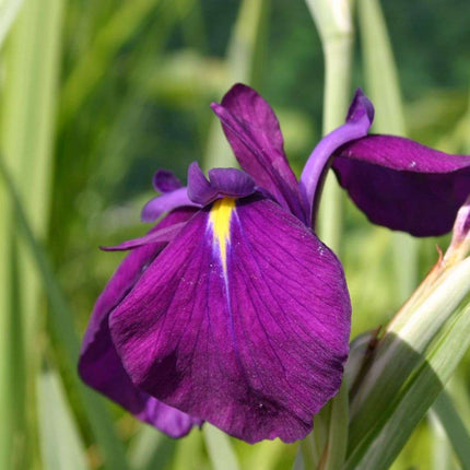 Iris ensata 'Variegata'