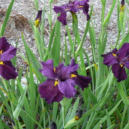 Iris louisiana 'Pegaletta'