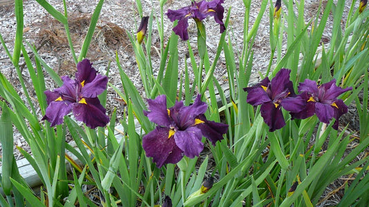 Iris louisiana 'Pegaletta' - Marginal Pond Plants - MP056