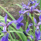 1 / 7cm Bareroot