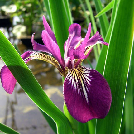 Lincolnshire Pond Plants Frog Pack potted - FFPL02