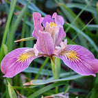 1 / 7cm Bareroot