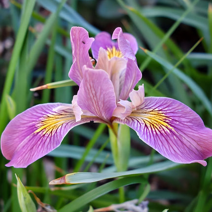Iris versicolor 'Pacifica'