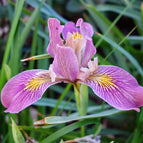 1 / 7cm Bareroot
