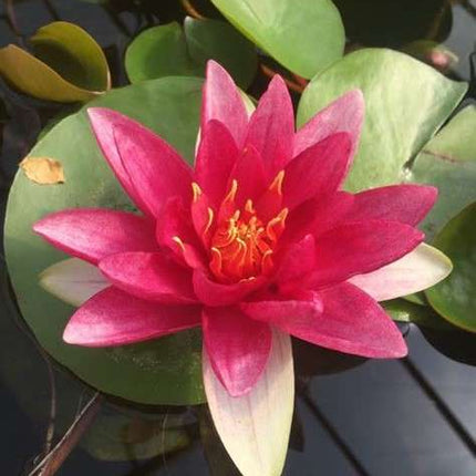 Nymphaea 'James Brydon'