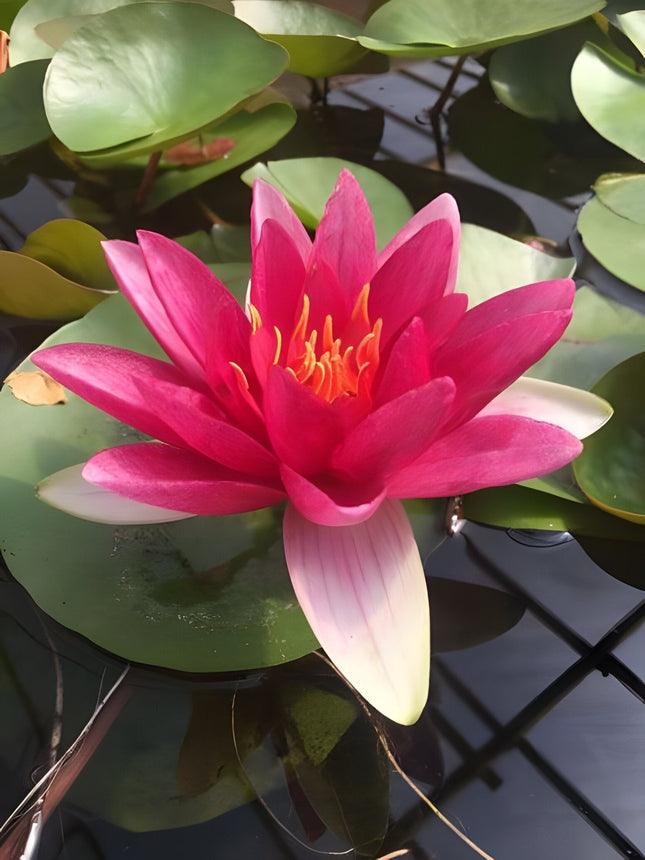 Nymphaea 'James Brydon'