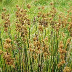 1 / 7cm Bareroot