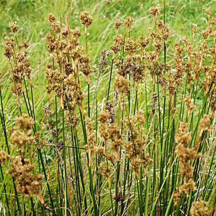 Juncus maritimus