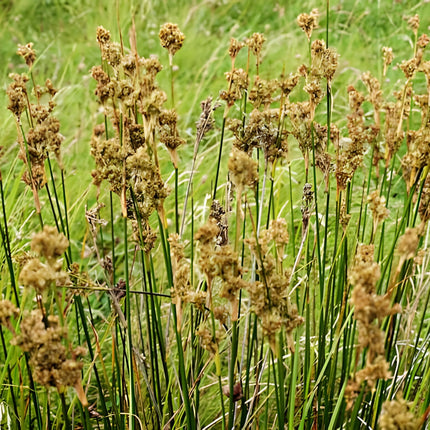 Juncus maritimus