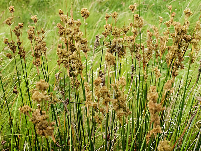 Juncus maritimus