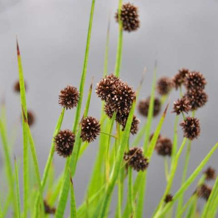 Lincolnshire Pond Plants Frog Pack potted - FFPL02