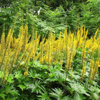 1 / 7cm Bareroot