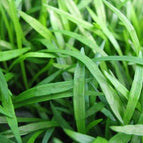 1 / 7cm Bareroot