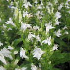 1 / 7cm Bareroot
