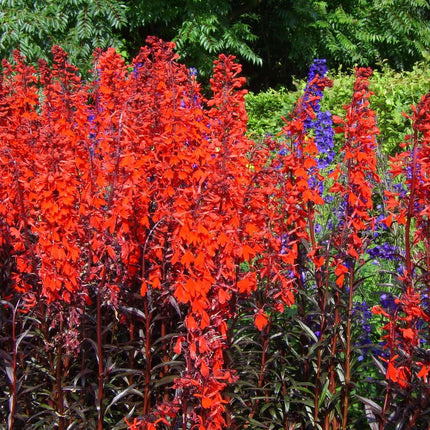 Lincolnshire Pond Plants Bee Marginal 8 Pack Potted - BF802