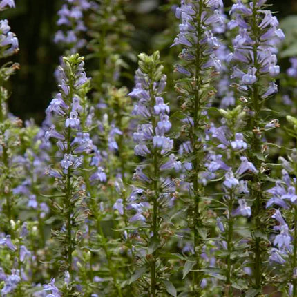 Lobelia siphilitica