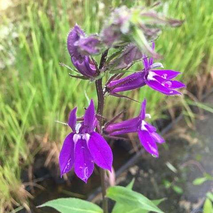 Lobelia vedrariensis
