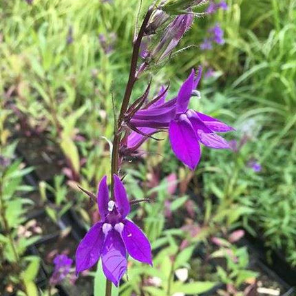 Lobelia vedrariensis