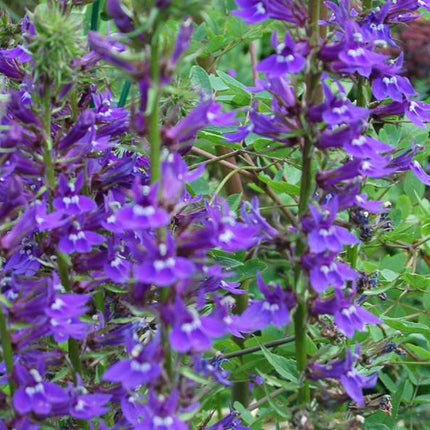 Lobelia vedrariensis