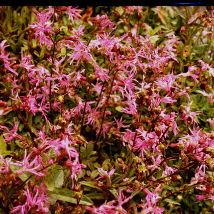 Lychnis flos-cuculi 'Nana'