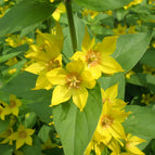 1 / 7cm Bareroot