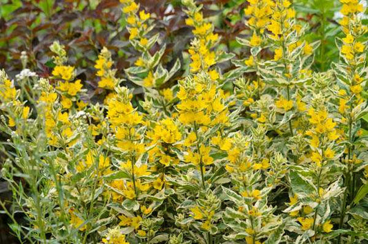 Lysimachia punctata Alexander - Marginal Pond Plants - BP076A