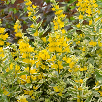 Lysimachia punctata 'Alexander'