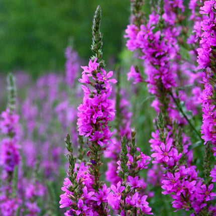 Lincolnshire Pond Plants Bee Marginal 8 Pack Potted - BF802