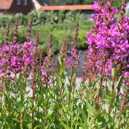 Lythrum salicaria 'Robert'