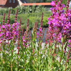 1 / 7cm Bareroot