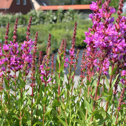 Lythrum salicaria 'Robert'