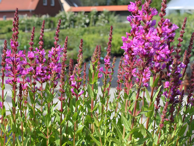 Lythrum salicaria 'Robert'