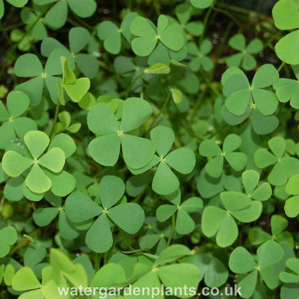Marsilea quadrifolia