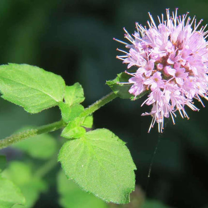Mentha aquatica