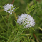 1 / 7cm Bareroot