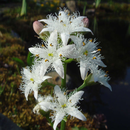 Lincolnshire Pond Plants dragonflies & damselflies  Marginal 8 Pack Potted -DD802
