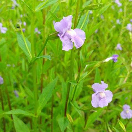 Mimulus ringens