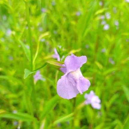 Mimulus ringens