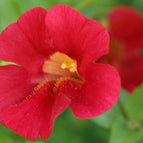 1 / 7cm Bareroot