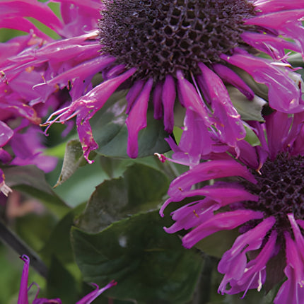Monarda 'Bee-True'
