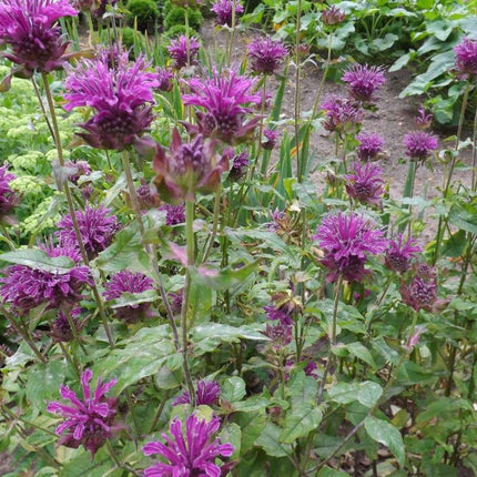 Monarda 'Scorpion'