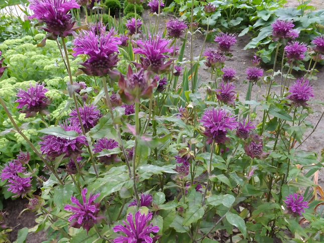 Monarda 'Scorpion'